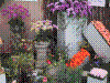 flowershow167.jpg