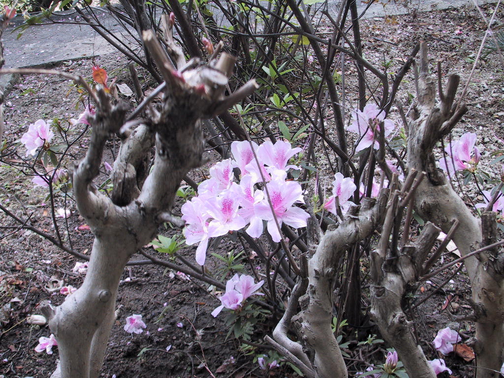 [تصویر: flower%20show2004%20003.jpg]