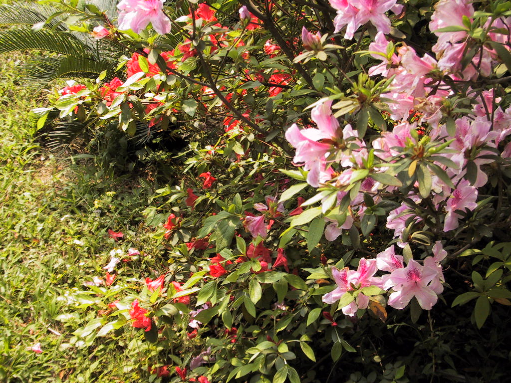 [تصویر: flower%20show2004%20015.jpg]