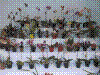 flowershow157.jpg