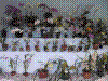 flowershow158.jpg