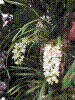 flowershow165.jpg