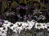 flowershow169.jpg