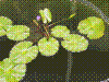 cupicture196.jpg