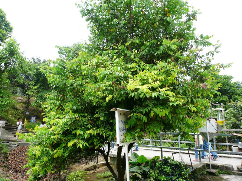 2008_Picnic_33