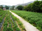 2008_Picnic_29