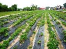 2008_Picnic_32