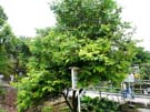 2008_Picnic_33