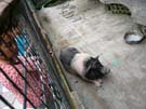 2008_Picnic_43