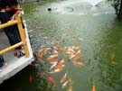 2008_Picnic_49