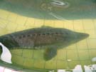 2008_Picnic_56