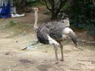 2008_Picnic_58
