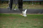 dsc_6082.jpg
