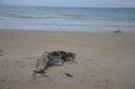 dsc00199.jpg