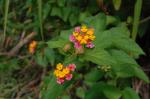 dsc_7236.jpg