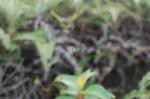 dsc_7432.jpg